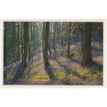 Bluebells Woods On Malvern Hills Worcester Postcard