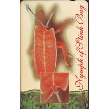 Nymph Of Pink Bug S'pore $5 Telephone Card (Used)