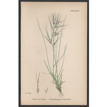 SHEEP’S FESCUE-GRASS, VIVIPAROUS FORM 1872 John Edward Sowerby PLANT PRINT