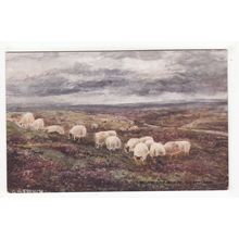 Moorland Sheep Goathland Art Postcard Yorkshire