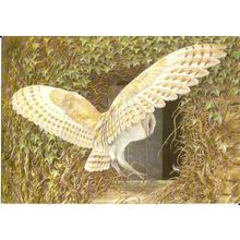 Art DAVID PARRY Barn Owl Returning Postcard (Medici 2133)