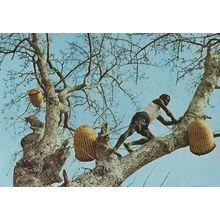 Guinea Tree Workers Climbers African Postcard