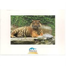 A LOVELY TIGER FROM Munich Zoo, Germany =