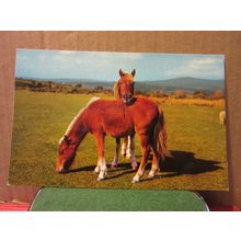 DARTMOOR PONIES, DEVON. unused postcard Colourmaster =