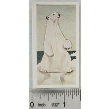 Neilson's Interesting Animals card No. 21 Polar Bear