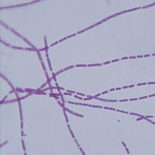 Bacterial Pathogens Microscope Slide Set, Reference Set of 12 Slides