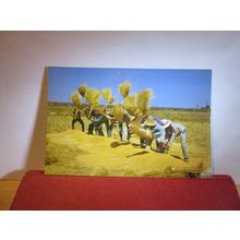 THRESHING RICE BY HAND, THAILAND unused postcard. =