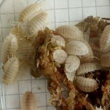 20 Porcellio SNOW WHITE MEDIUM woodlice Isopods live food C.U.C. + an extra few