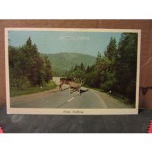 WHITE-TAILED DEER, GLADWIN, Michigan used postcard 1973 pm =