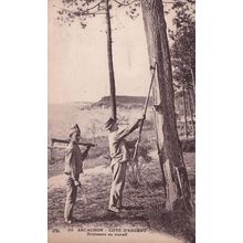 Arcachon Cote D'Argent French Tree Repair Antique Postcard