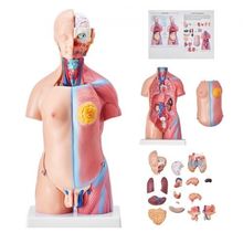 Human Body Model, 23 Parts 18 inch, Human Torso Anatomy Model Unisex Anatomi...