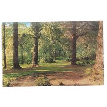 NEW FOREST GLADE, unused postcard by J Salmon c. 1972 =