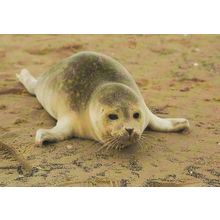Seal Pup Blakeney Norfolk Postcard