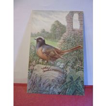 REDSTART by George Rankin unused postcard by J Salmon birds animals =
