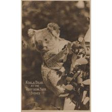 Koala Bear at the Teddy Bear Farm Zoo Sydney Antique Postcard