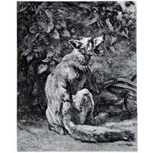 REYNARD 1893 Contant Troyon - fox PRINT