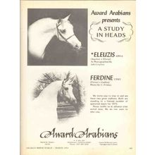 award arabians 1972 eleuzis ferdine equestrian horse vintage ad