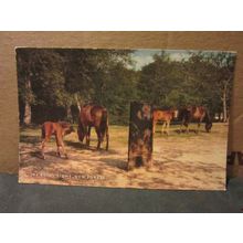 THE RUFUS STONE, NEW FOREST, HAMPSHIRE used postcard by J Salmon 1972 postmark =