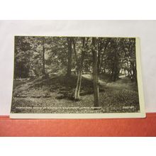 AMBBRESBURY BANKS, EPPING FOREST, ESSEX. unused antique postcard by G D & D =