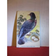 WOOD PIGEON OR RING DOVE used antique postcard birds with eggs by Tuck 1914 pm =