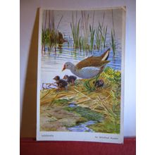 MOORHEN by Winifred Austen unused postcard by Valentine bird series #