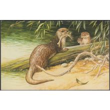Otter, c.1960s - Salmon Postcard