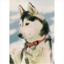 Who's a cutie' Siberian Husky Postcard dog