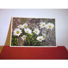 CHRYSANTHEMUM ALPINUM, flowers unused postcard =