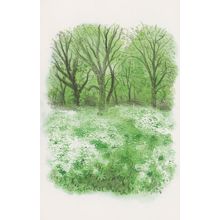 Regents Park Cow Parsley in Spring London Painting Postcard