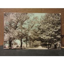 AVENUE, ROYAL VICTORIA PARK, BATH.SOMERSET. unused antique postcard =