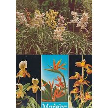 Funchal Madeira Portugal Flowers 2x Postcard