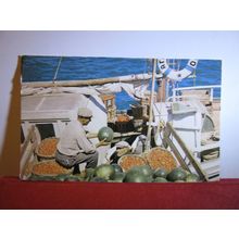 LOADING MELONS & TOMATOES, KOS, Greece unused postcard /