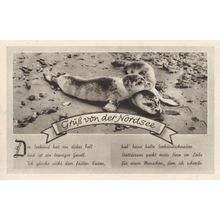 Sealion German Walrus Sealife Antique WW2 Greetings Postcard