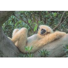 Gibbon Monkey Relaxing Weisshandgibbon German Comic Postcard