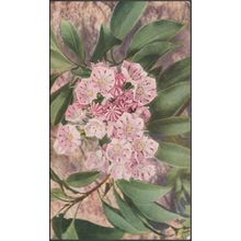 Mountain Laurel, Kalmia Latifolia, c.1940s - Illinois Wild Flower PS Postcard
