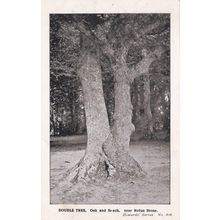 ED 439 DOUBLE TREE - OAK AND BEECH NEAR RUFUS STONE . PRINTED POSTCARD