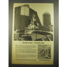1964 Purina Dog Chow Ad - Ready to Go