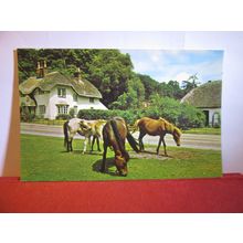 NEW FOREST PONIES unused postcard PT2837 dated 1971 #