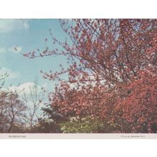 Blossom Time At Boreham Chelmsford Essex Womens Institute Postcard