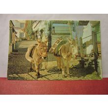 DONKEYS, 'PETER & PAUL', CLOVELLY, DEVON used postcard =