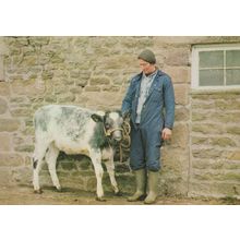 Blue Albion Heifer Claf at Heald Farm Garstang Lancs Postcard