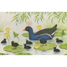 Moor Hen Moorhen Bird Local East Anglia Bird Essex Suffolk Rare Birds Postcard