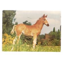 A YOUNG COLT. unused postcard by J.Arthur Dixon.. animal pony horse #