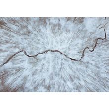 Trees As Pin Cushion Snake Electricity Winter Illusion German Postcard