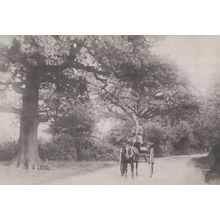 Upper Class Ride Horse & Cart Hall Lane Upminster Essex Postcard