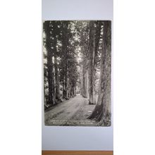 ROW OF CRYPTOMERIAS, HAKONE. 1918-1933 (629)
