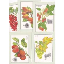 Crab Apples Raspberries Red Currants Grapes 5x Readers Digest Postcard s