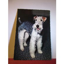 A WIRE HAIRED FOX TERRIER DOG.., unused postcard =