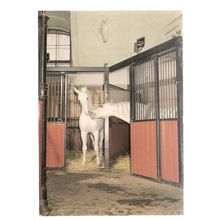 VIENNA, SPANISH RIDING SCHOOL unused vintage postcard white horses (b) #