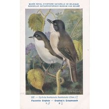 Western Orphean Warbler Sylvia Hortensis Bird WW2 Rare Postcard